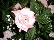 Pink rose garland (these are a brighter pink than showing in this photo)